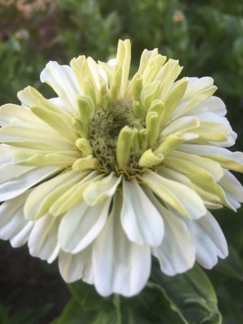 Schnittblumen der Saison